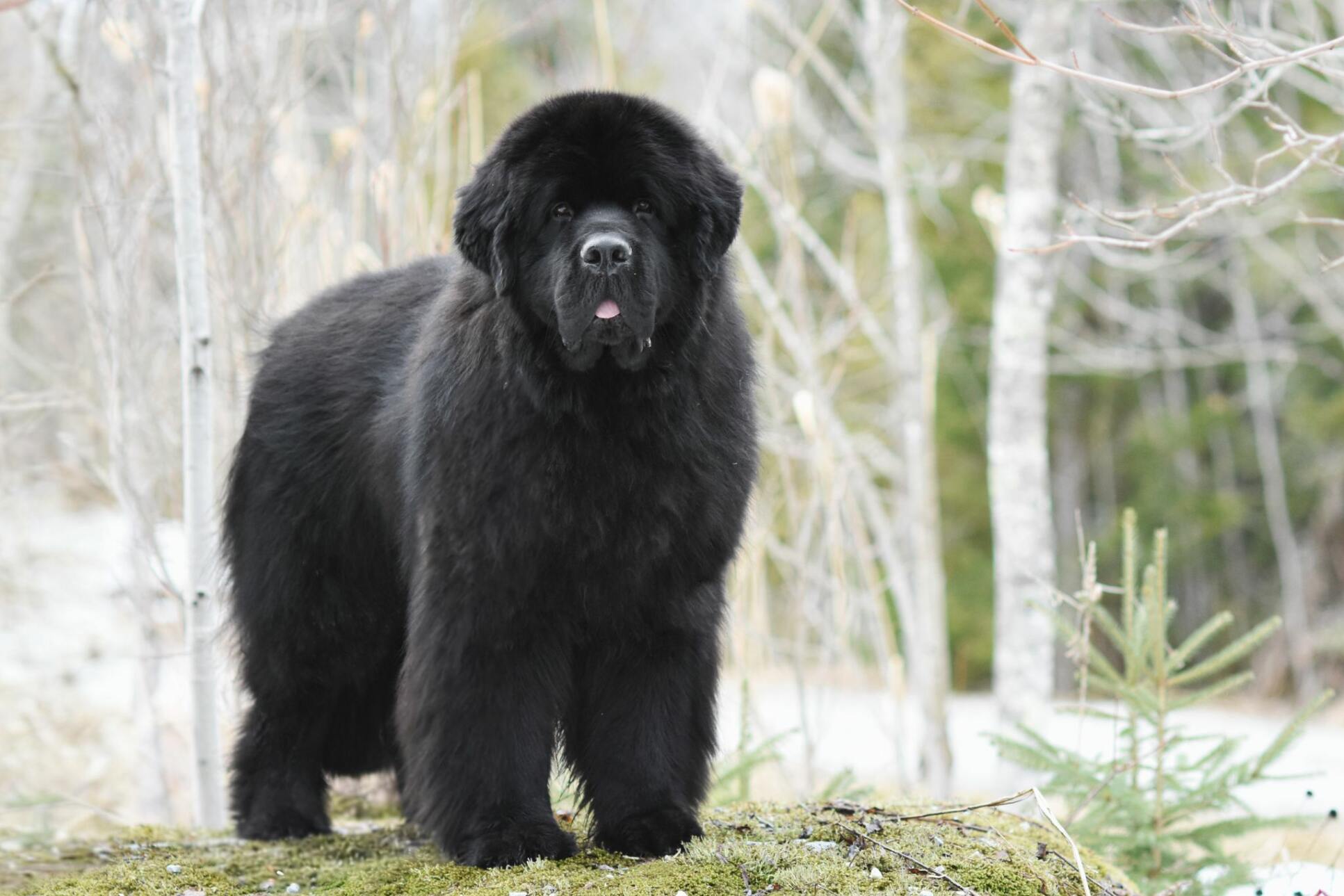 6eacfb9c-3f23-428e-86ff-47d9225b4ed8